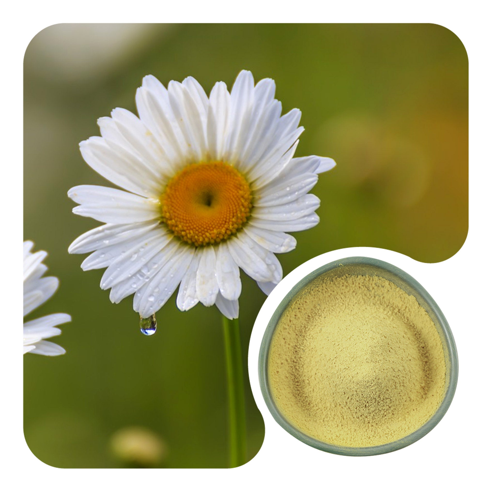 Apigenin Powder