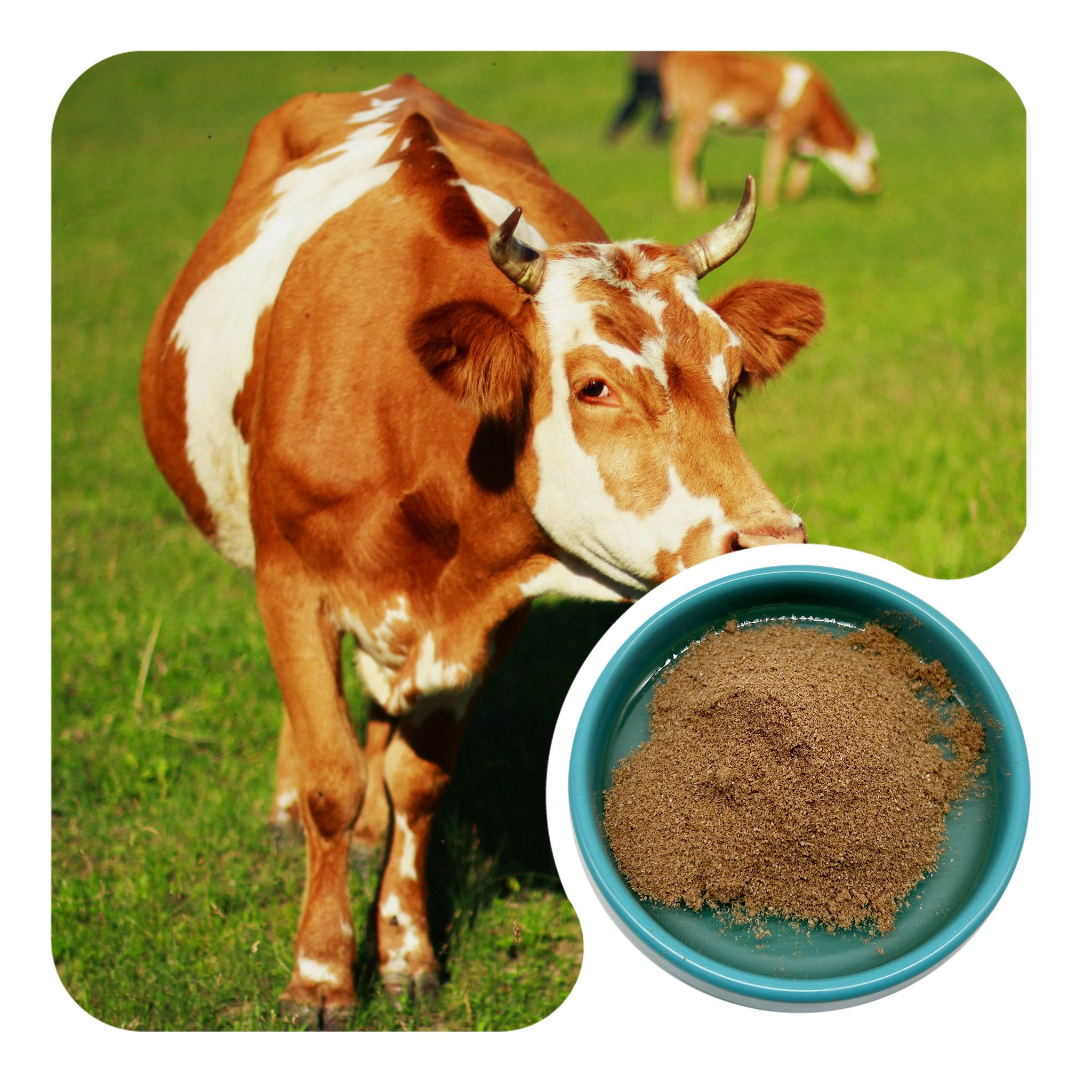 Beef Lung Powder | Natural Protein & Iron for Wellness Support