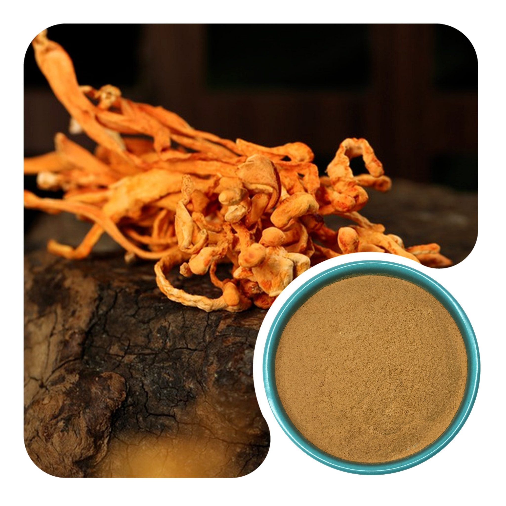 Cordyceps Militaris Extract Powder 10:1 | ≥30% Polysaccharides