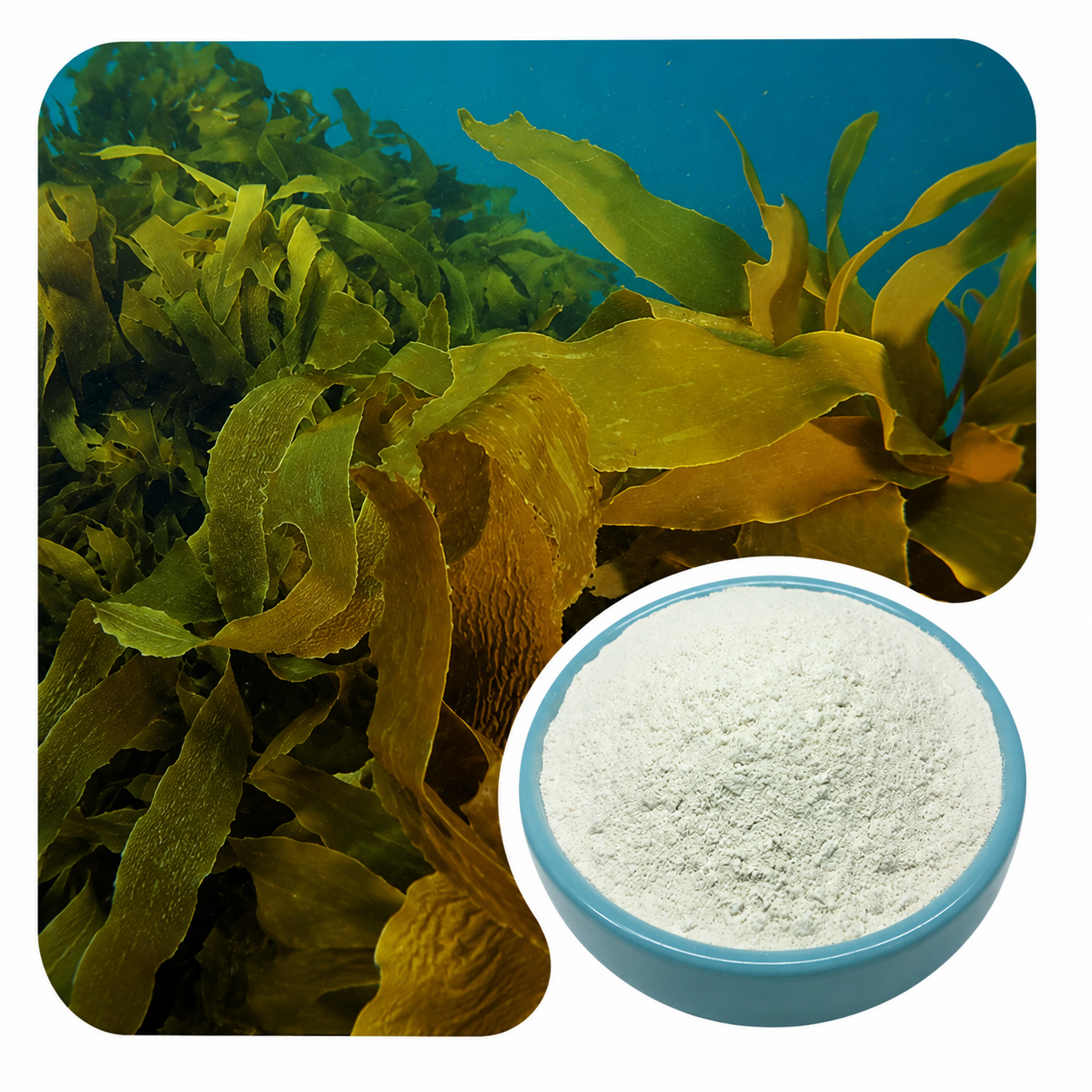 Fucoidan Powder