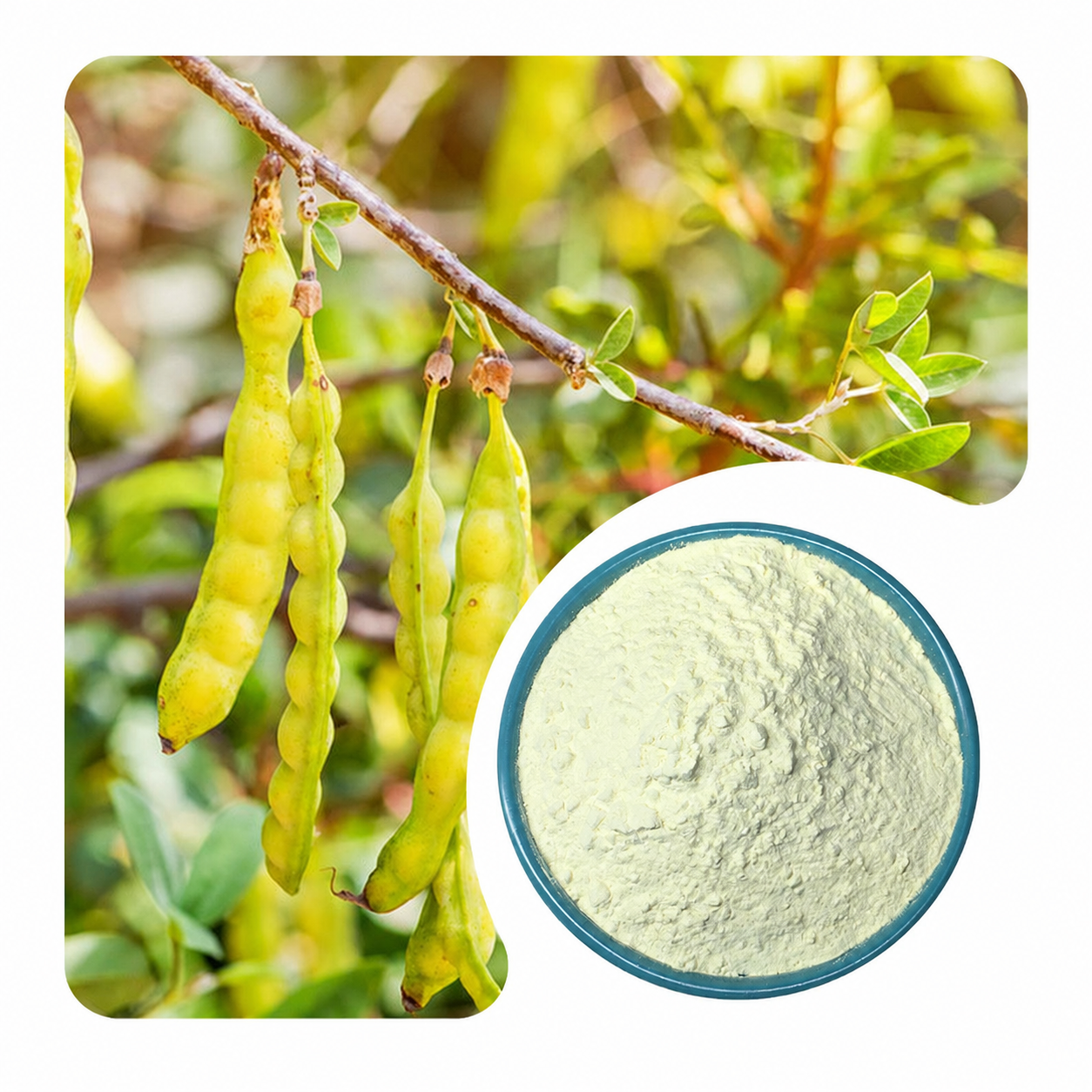 Genistein Powder