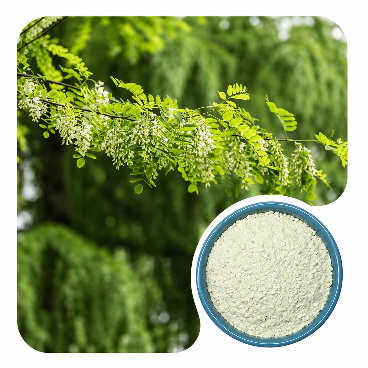Genistein Powder