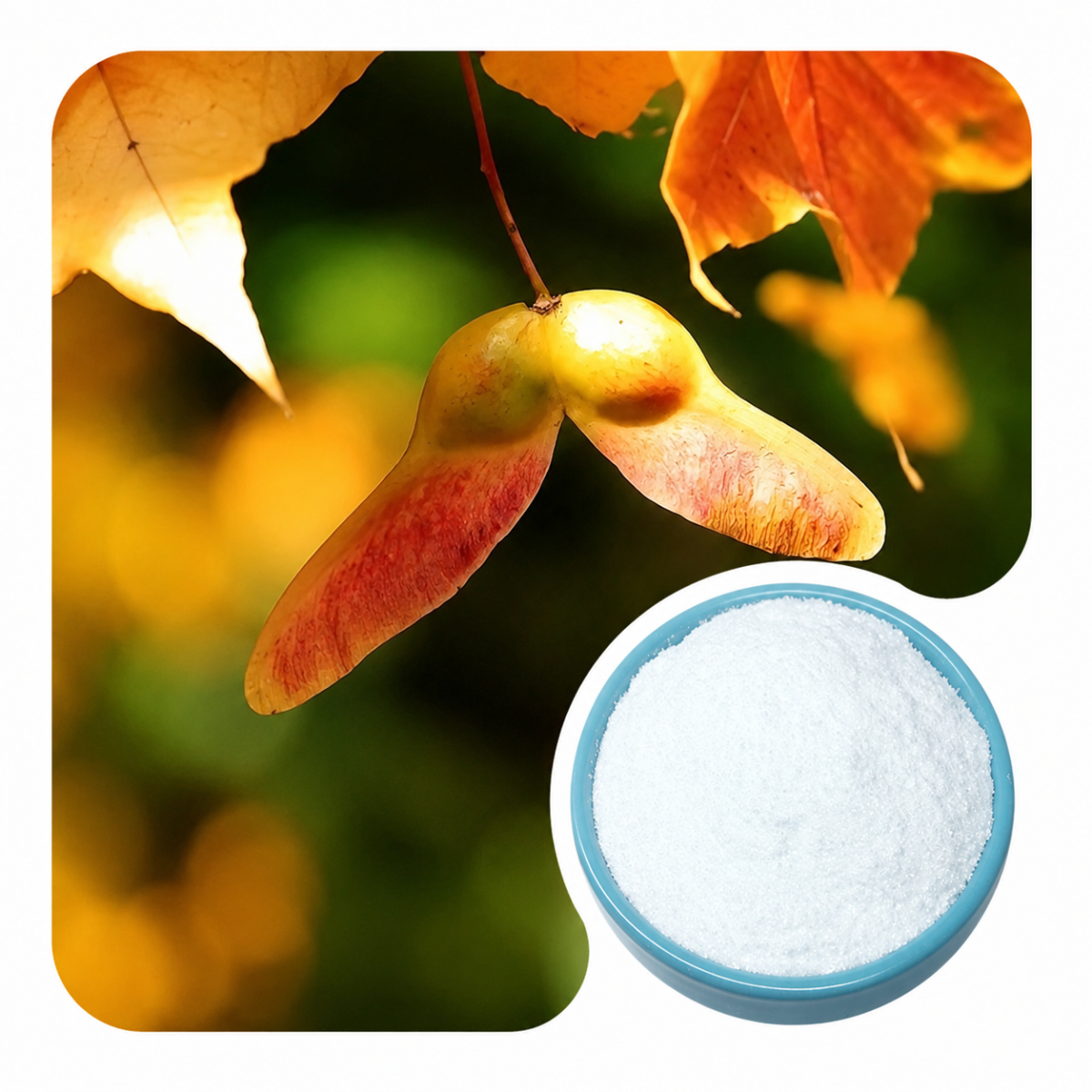 Bulk Nervonic Acid Powder Raw Material for Brain Health Supplements