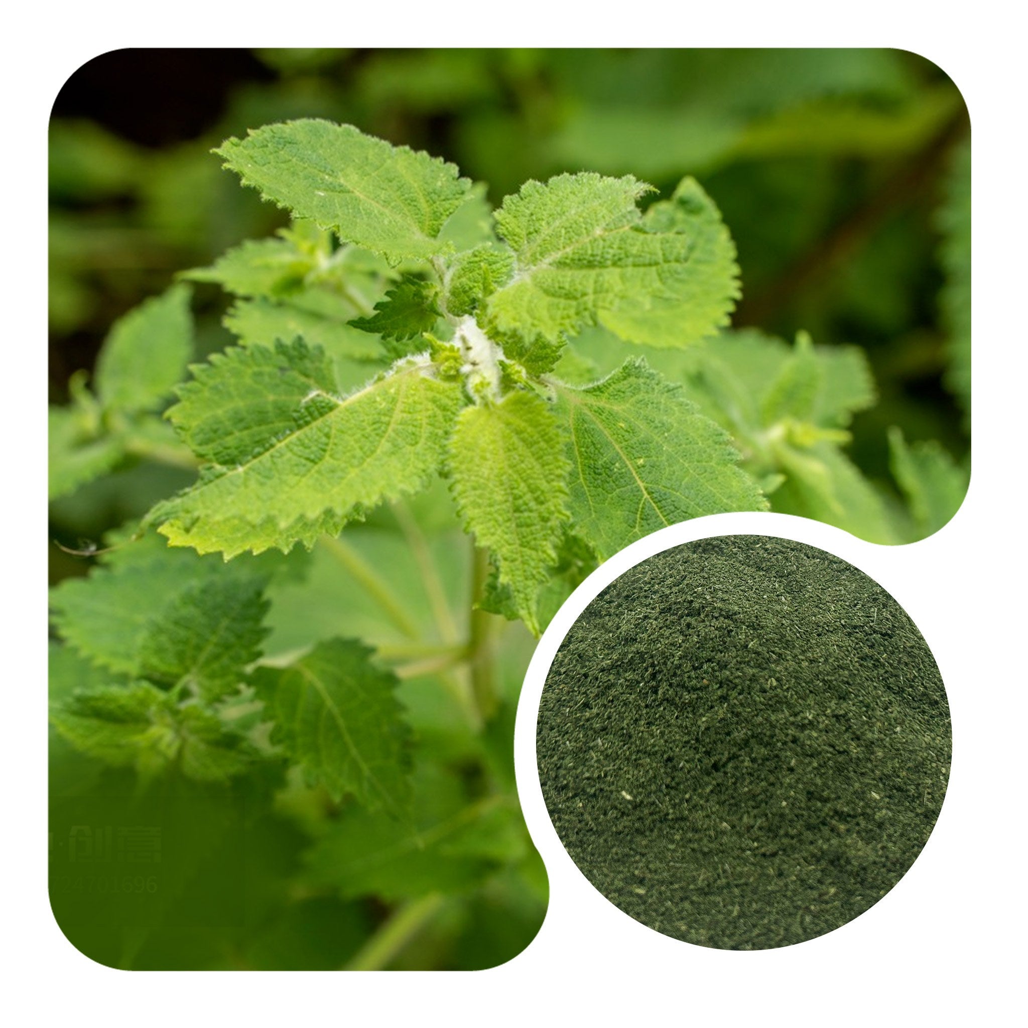 Organic Nettle Powder
