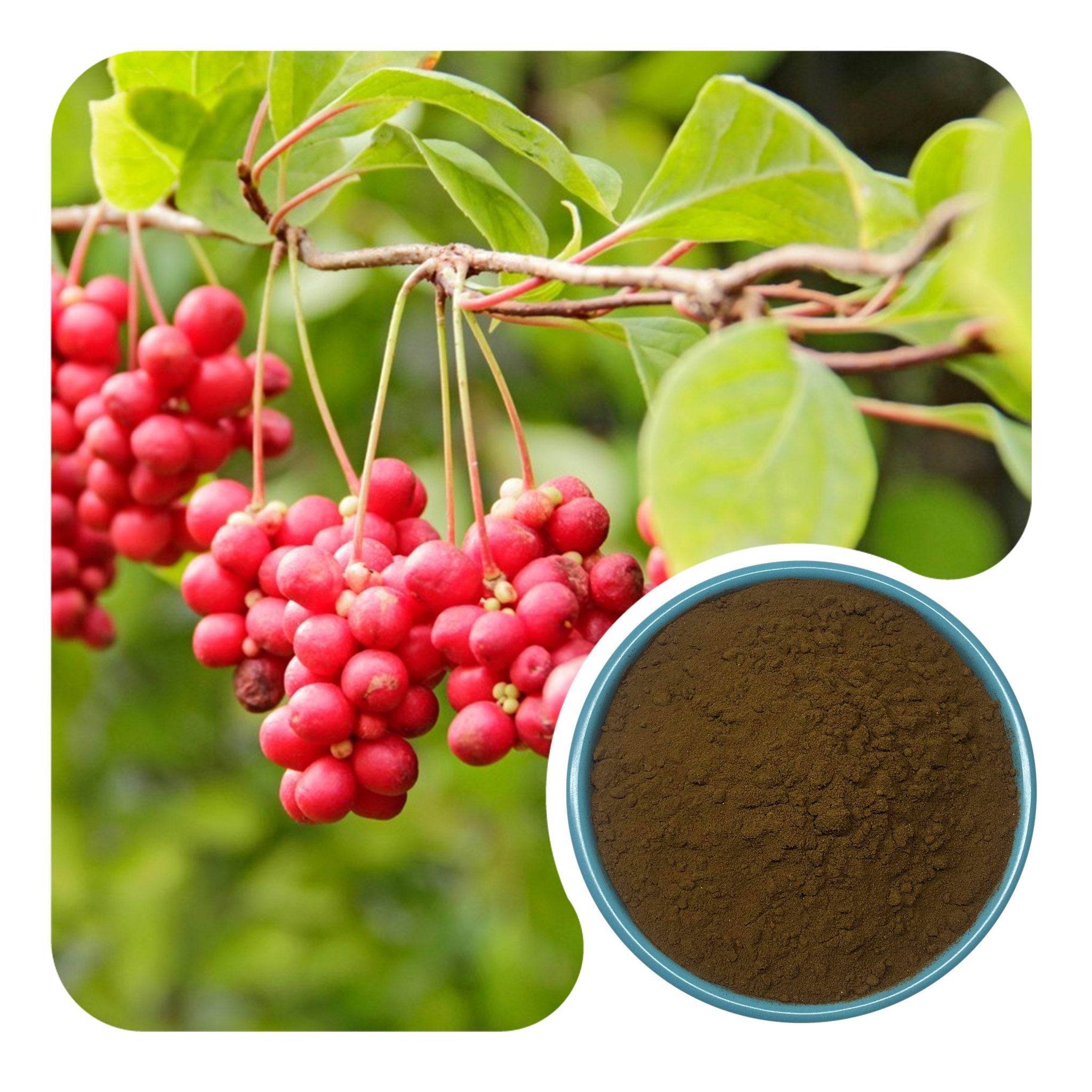 Schisandra Chinensis Extract | ≥2% Schisandrins
