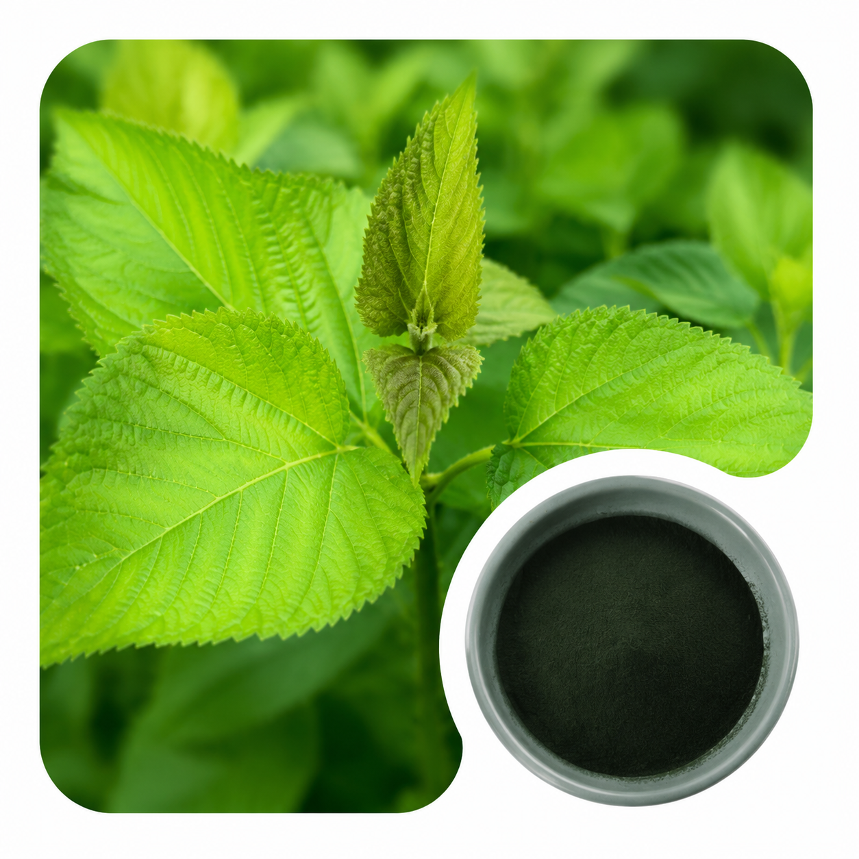 Sodium Copper Chlorophyllin Powder