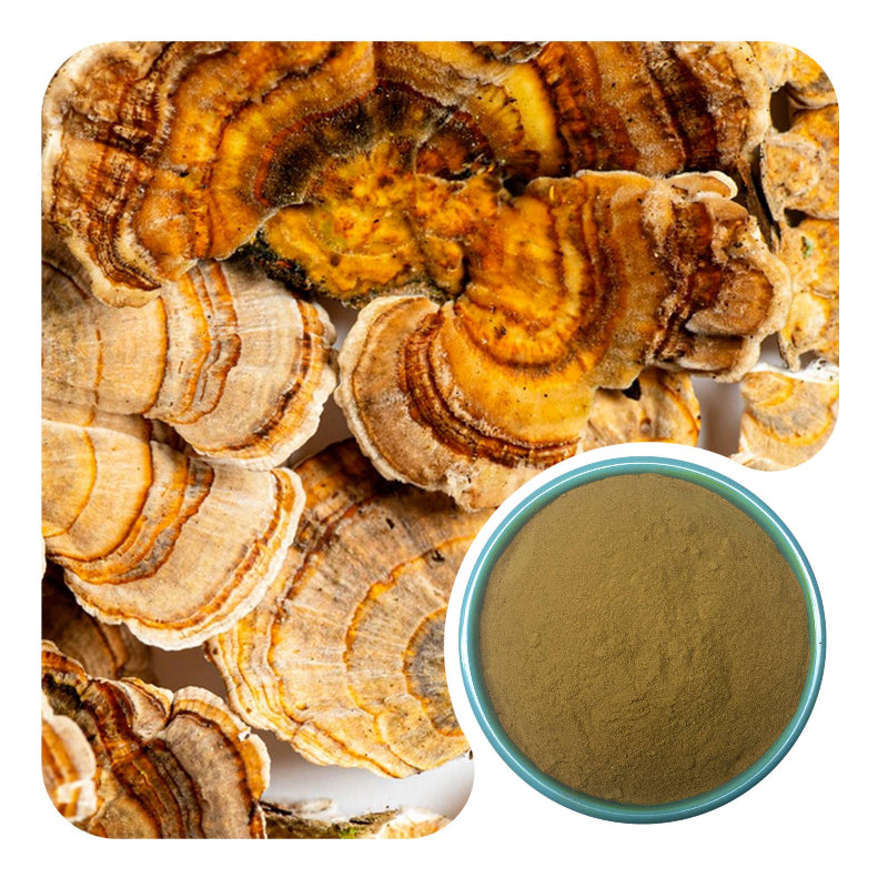 Turkey Tail Extract Powder Polysaccharides Bulk Immunity Supplement Ingredients