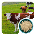 Grass Fed Beef Ovary Powder Desiccated Bovine Organ Bulk Raw Material