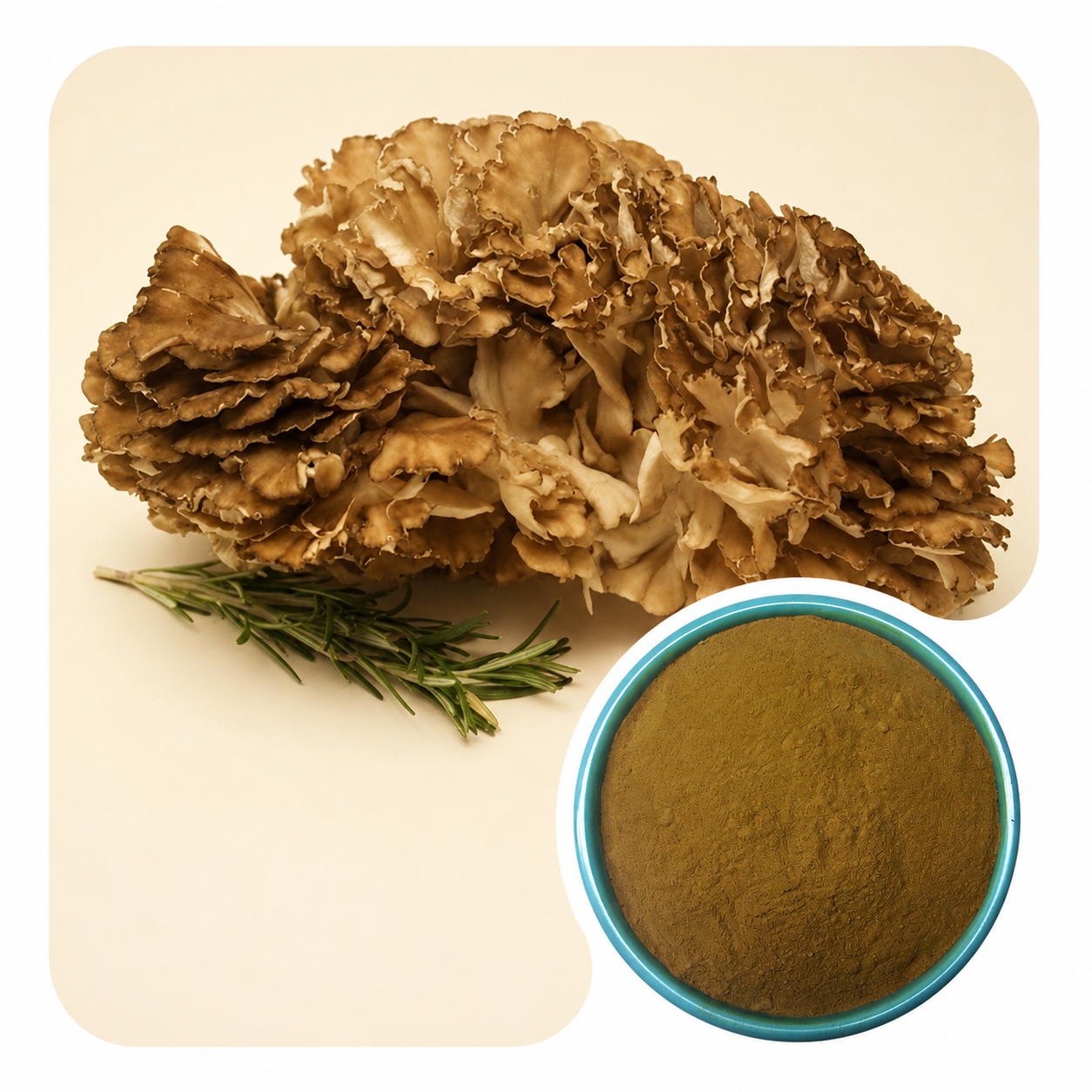 Organic Maitake Mushroom Extract Powder Bulk Raw Material