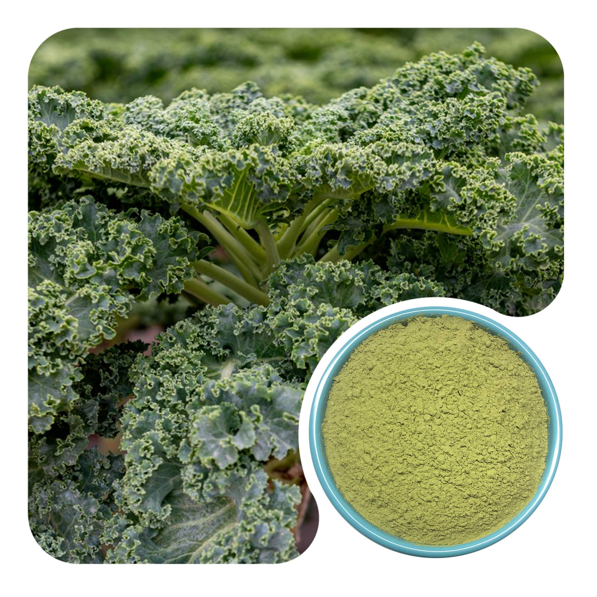 Organic Kale Powder