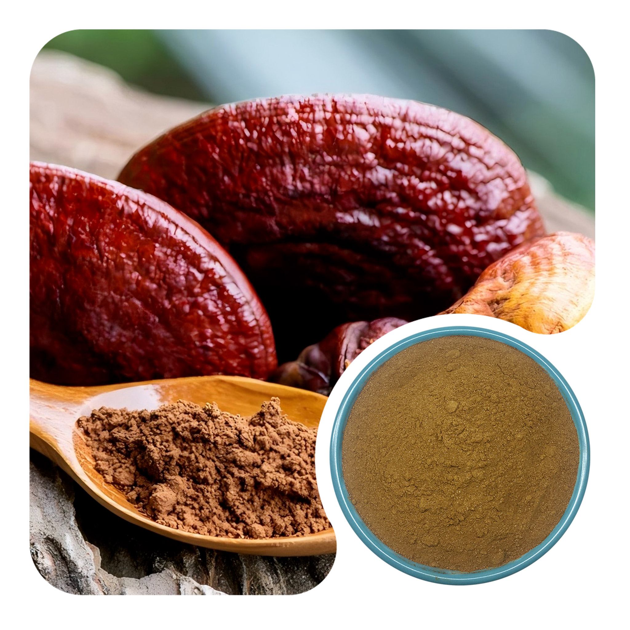 Organic Reishi Powder