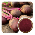 Pure Organic Beetroot Extract Powder Bulk Natural Food Colorant