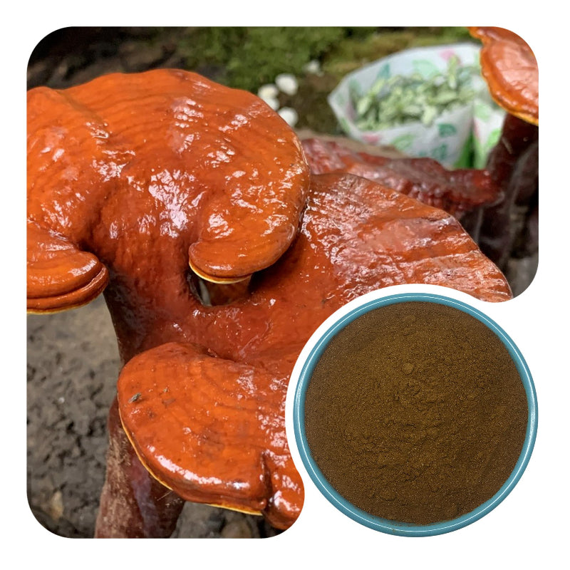Organic Reishi Mushroom Extract Powder Ganoderma Lucidum Bulk Raw Material